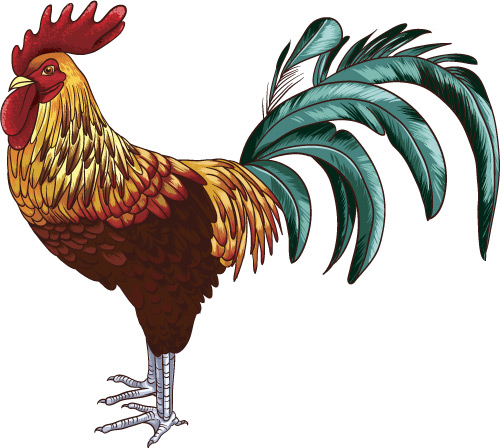 The Challenging Rooster: How to be Happy